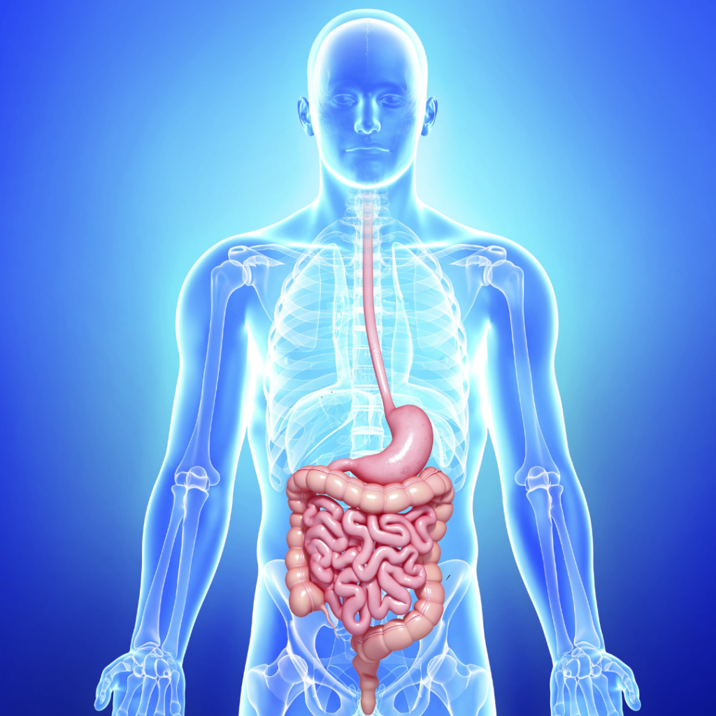 Mind Body Heal - Digestive Health